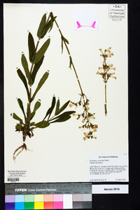 Penstemon australis image