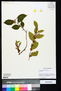 Lyonia lucida image