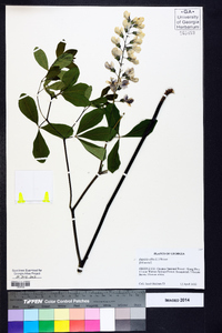 Baptisia alba image