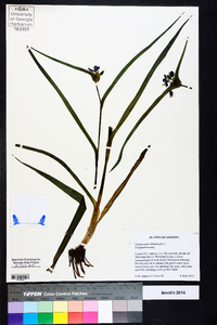 Tradescantia hirsuticaulis image