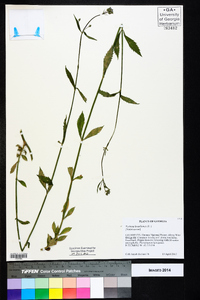 Verbena brasiliensis image