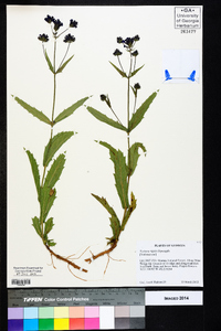 Verbena rigida image