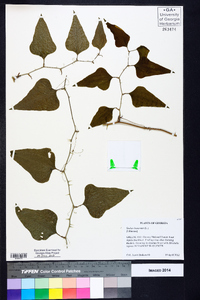 Smilax bona-nox image