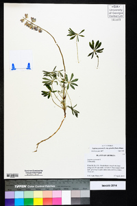 Lupinus perennis subsp. gracilis image