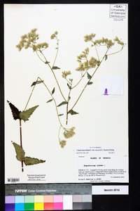 Eupatorium album var. vaseyi image