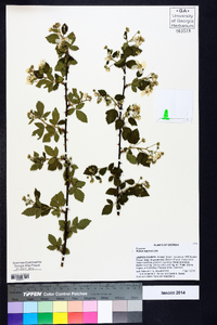 Rubus argutus image