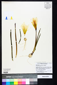 Zephyranthes atamasca image