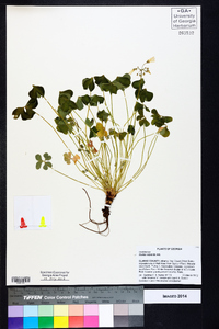 Oxalis rubra image