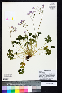 Oxalis rubra image