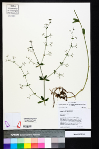 Galium pilosum var. puncticulosum image