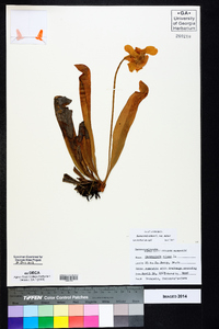 Sarracenia minor var. minor image