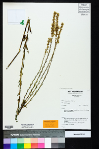 Solidago stricta image