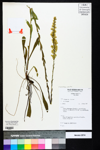 Solidago stricta image