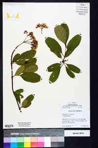 Viburnum cassinoides image