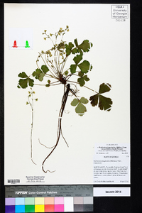 Waldsteinia fragarioides image