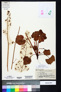 Heuchera americana image