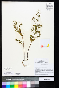 Chamaesyce hyssopifolia image