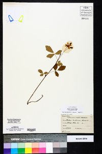 Rubus argutus image