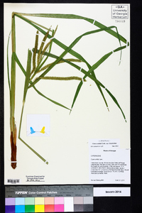 Carex crinita var. brevicrinis image