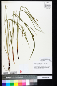 Carex debilis var. debilis image