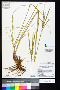 Paspalum notatum var. notatum image