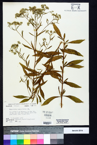 Eupatorium semiserratum image