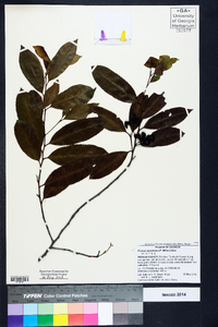 Prunus caroliniana image