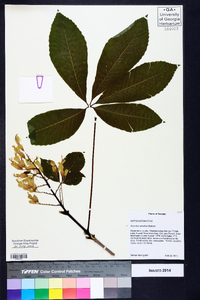 Aesculus sylvatica image