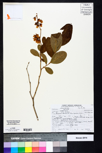 Lyonia mariana image