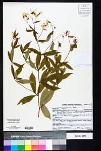 Gillenia trifoliata image