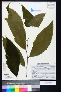 Castanea dentata image