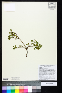 Crataegus spathulata image