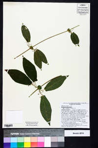 Bignonia capreolata image