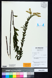 Solidago fistulosa image