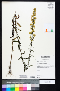 Solidago erecta image