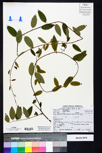 Berchemia scandens image