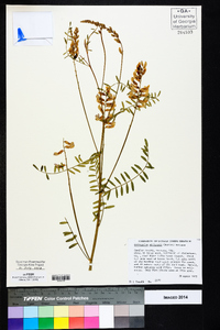 Astragalus michauxii image