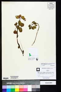 Ludwigia peploides subsp. glabrescens image