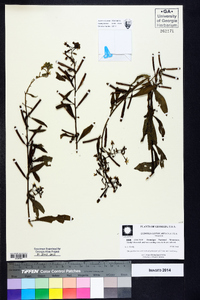 Ludwigia leptocarpa image