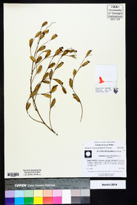 Ludwigia decurrens image