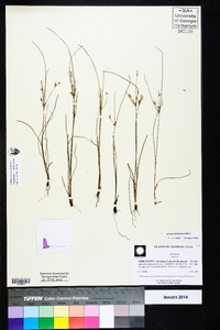 Juncus dichotomus image