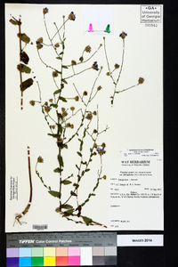 Symphyotrichum phlogifolium image