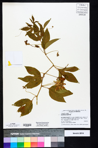 Passiflora incarnata image