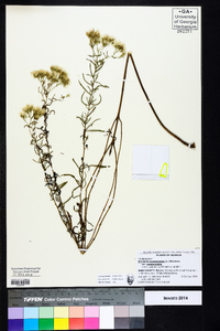 Brickellia eupatorioides var. eupatorioides image