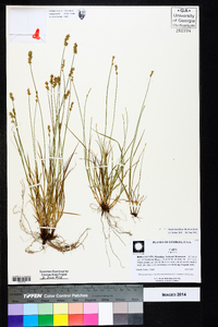 Carex retroflexa image