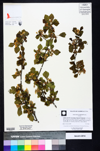 Crataegus dispar image