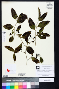 Smilax smallii image
