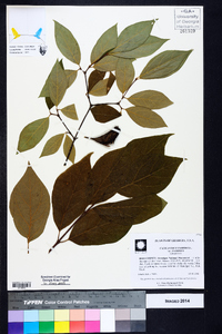 Calycanthus floridus image