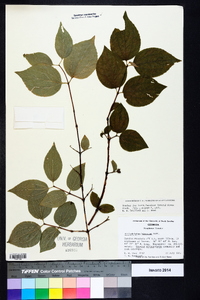 Philadelphus hirsutus image