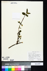 Philadelphus hirsutus image